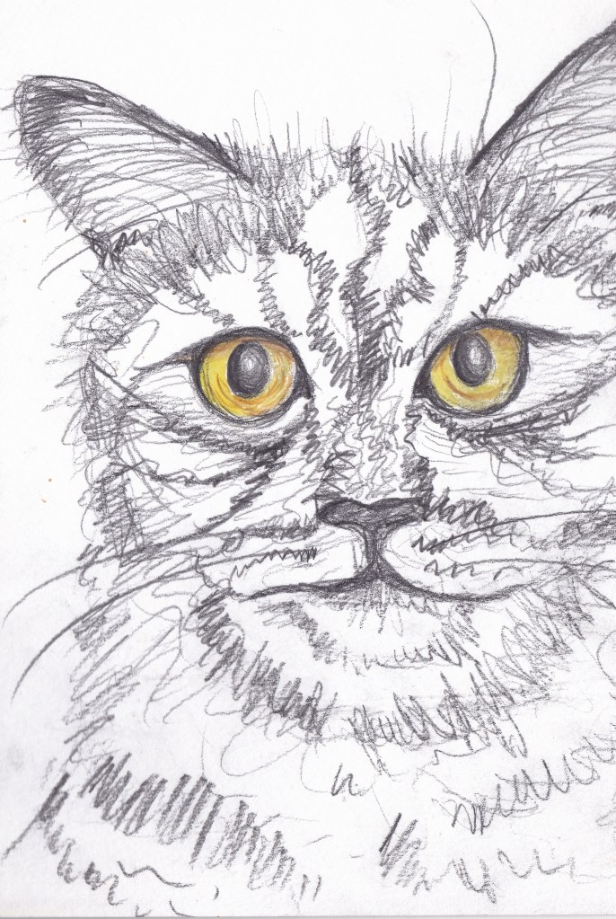 Pencil sketch of a cat with large amber eyes.